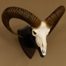 Mufflon (Ovis gmelini musimon) Widder Geweih Schädeltrophäe Hornlänge 63 cm auf Trophäenschild 82.1.120