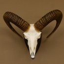 Mufflon (Ovis gmelini musimon) Widder Geweih Schädeltrophäe Hornlänge 63 cm auf Trophäenschild 82.1.120