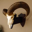 Mufflon (Ovis gmelini musimon) Widder Geweih Schädeltrophäe Hornlänge 63 cm auf Trophäenschild 82.1.120