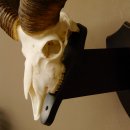 Mufflon (Ovis gmelini musimon) Widder Geweih Schädeltrophäe Hornlänge 63 cm auf Trophäenschild 82.1.120