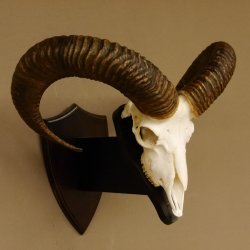 Mufflon (Ovis gmelini musimon) Widder Geweih Schädeltrophäe Hornlänge 63 cm auf Trophäenschild 82.1.120