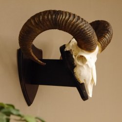 Mufflon (Ovis gmelini musimon) Widder Geweih Schädeltrophäe Hornlänge 63 cm auf Trophäenschild 82.1.120