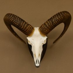 Mufflon (Ovis gmelini musimon) Widder Geweih Schädeltrophäe Hornlänge 63 cm auf Trophäenschild 82.1.120