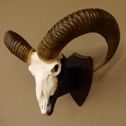 Mufflon (Ovis gmelini musimon) Widder Geweih Schädeltrophäe Hornlänge 63 cm auf Trophäenschild 82.1.120