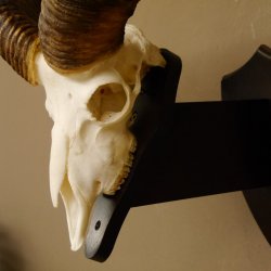 Mufflon (Ovis gmelini musimon) Widder Geweih Schädeltrophäe Hornlänge 63 cm auf Trophäenschild 82.1.120