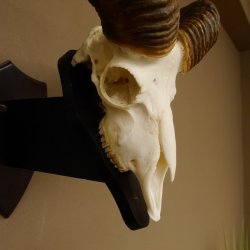 Mufflon (Ovis gmelini musimon) Widder Geweih Schädeltrophäe Hornlänge 63 cm auf Trophäenschild 82.1.120