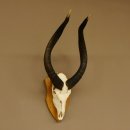 Nyala Schädeltrophäe Antilope Afrika...