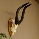 Nyala Schädeltrophäe Antilope Afrika...