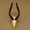 Nyala Schädeltrophäe Antilope Afrika Hornlänge 65 cm Hörner lose auf Trophäenschild 88.22.5