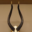 Nyala Schädeltrophäe Antilope Afrika Hornlänge 65 cm Hörner lose auf Trophäenschild 88.22.5