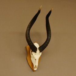 Nyala Schädeltrophäe Antilope Afrika Hornlänge 65 cm Hörner lose auf Trophäenschild 88.22.5