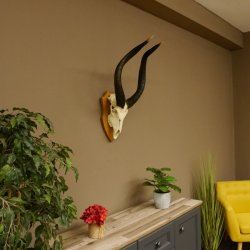 Nyala Schädeltrophäe Antilope Afrika Hornlänge 65 cm Hörner lose auf Trophäenschild 88.22.5
