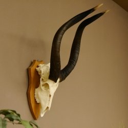 Nyala Schädeltrophäe Antilope Afrika Hornlänge 65 cm Hörner lose auf Trophäenschild 88.22.5