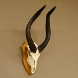 Nyala Schädeltrophäe Antilope Afrika Hornlänge 65 cm Hörner lose auf Trophäenschild 88.22.5