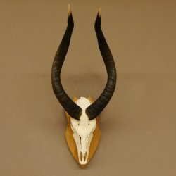 Nyala Schädeltrophäe Antilope Afrika Hornlänge 65 cm Hörner lose auf Trophäenschild 88.22.5