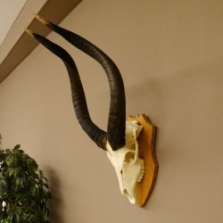 Nyala Schädeltrophäe Antilope Afrika Hornlänge 65 cm Hörner lose auf Trophäenschild 88.22.5