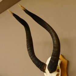 Nyala Schädeltrophäe Antilope Afrika Hornlänge 65 cm Hörner lose auf Trophäenschild 88.22.5