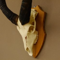 Nyala Schädeltrophäe Antilope Afrika Hornlänge 65 cm Hörner lose auf Trophäenschild 88.22.5