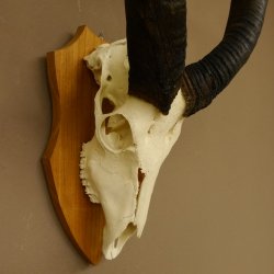 Nyala Schädeltrophäe Antilope Afrika Hornlänge 65 cm Hörner lose auf Trophäenschild 88.22.5