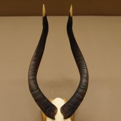 Nyala Schädeltrophäe Antilope Afrika Hornlänge 65 cm Hörner lose auf Trophäenschild 88.22.5
