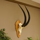 Rappenantilope (Hippotragus niger)...