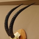 Rappenantilope (Hippotragus niger)...