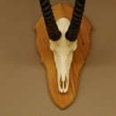 Rappenantilope (Hippotragus niger) Schädeltrophäe Schädel Trophäen Afrika Antilope HL 97 cm 88.19.8