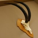 Rappenantilope (Hippotragus niger) Schädeltrophäe Schädel Trophäen Afrika Antilope HL 97 cm 88.19.8