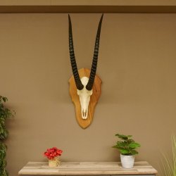 Rappenantilope (Hippotragus niger) Schädeltrophäe Schädel Trophäen Afrika Antilope HL 97 cm 88.19.8