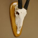 Oryx (Oryx gazella) Hornlänge 80,5 cm Antilope Spießbock Afrika Schädeltrophäe Schild 88.3.109