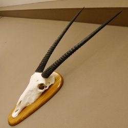 Oryx (Oryx gazella) Hornlänge 80,5 cm Antilope Spießbock Afrika Schädeltrophäe Schild 88.3.109