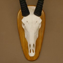 Oryx (Oryx gazella) Hornlänge 80,5 cm Antilope Spießbock Afrika Schädeltrophäe Schild 88.3.109