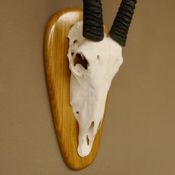 Oryx (Oryx gazella) Hornlänge 80,5 cm Antilope Spießbock Afrika Schädeltrophäe Schild 88.3.109
