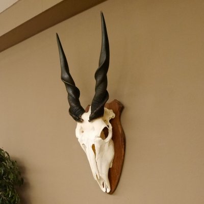 Eland (Taurotragus oryx) Schädeltrophäe HL 78 cm Antilope Afrika Trophäenschild 88.13.23
