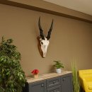 Eland (Taurotragus oryx) Schädeltrophäe HL 78 cm Antilope Afrika Trophäenschild 88.13.23