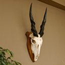 Eland (Taurotragus oryx) Schädeltrophäe HL 78 cm Antilope Afrika Trophäenschild 88.13.23