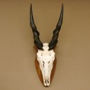 Eland (Taurotragus oryx) Schädeltrophäe HL 78 cm Antilope Afrika Trophäenschild 88.13.23