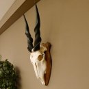 Eland (Taurotragus oryx) Schädeltrophäe HL 78 cm Antilope Afrika Trophäenschild 88.13.23