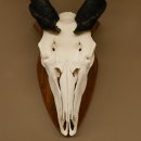 Eland (Taurotragus oryx) Schädeltrophäe HL 78 cm Antilope Afrika Trophäenschild 88.13.23