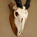 Eland (Taurotragus oryx) Schädeltrophäe HL 78 cm Antilope Afrika Trophäenschild 88.13.23