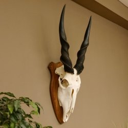 Eland (Taurotragus oryx) Schädeltrophäe HL 78 cm Antilope Afrika Trophäenschild 88.13.23