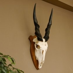 Eland (Taurotragus oryx) Schädeltrophäe HL 78 cm Antilope Afrika Trophäenschild 88.13.23