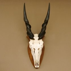 Eland (Taurotragus oryx) Schädeltrophäe HL 78 cm Antilope Afrika Trophäenschild 88.13.23