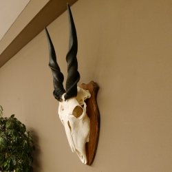 Eland (Taurotragus oryx) Schädeltrophäe HL 78 cm Antilope Afrika Trophäenschild 88.13.23