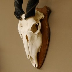 Eland (Taurotragus oryx) Schädeltrophäe HL 78 cm Antilope Afrika Trophäenschild 88.13.23