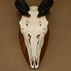 Eland (Taurotragus oryx) Schädeltrophäe HL 78 cm Antilope Afrika Trophäenschild 88.13.23