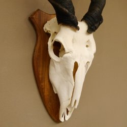 Eland (Taurotragus oryx) Schädeltrophäe HL 78 cm Antilope Afrika Trophäenschild 88.13.23