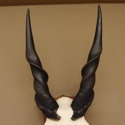 Eland (Taurotragus oryx) Schädeltrophäe HL 78 cm Antilope Afrika Trophäenschild 88.13.23