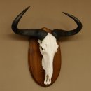 Gnu Streifengnu Schädeltrophäe HL 58 cm Afrika...