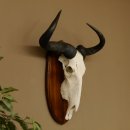 Gnu Streifengnu Schädeltrophäe HL 58 cm Afrika Schädel TrophäeTrophäenschild 88.9.48
